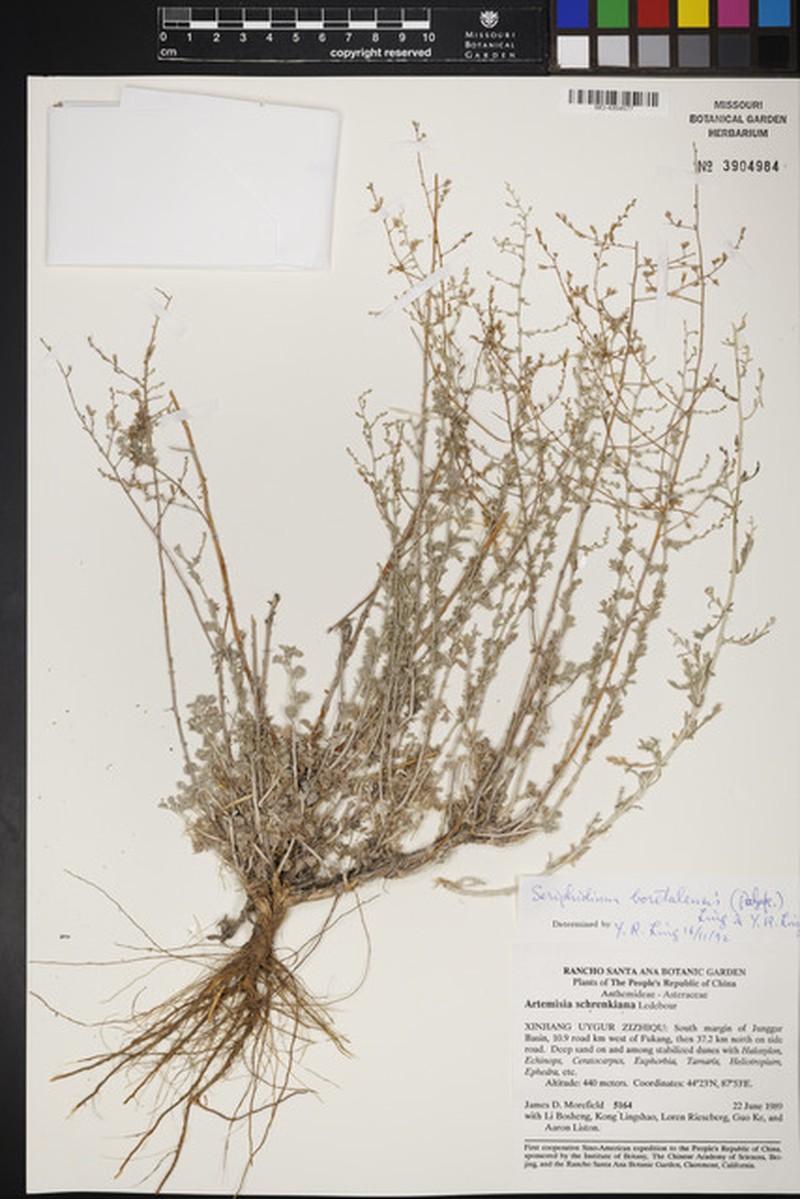 Artemisia borotalensis photo 2
