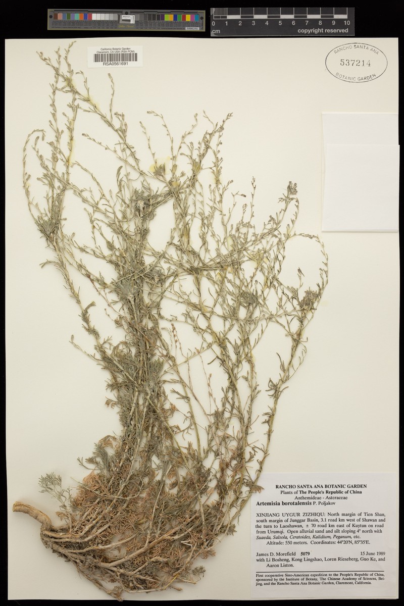 Artemisia borotalensis