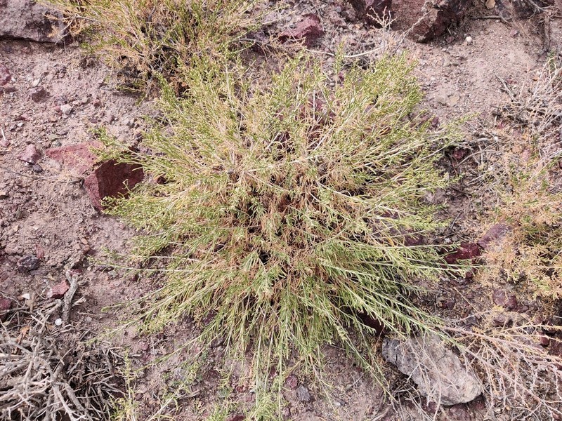 Artemisia brachanthemoides