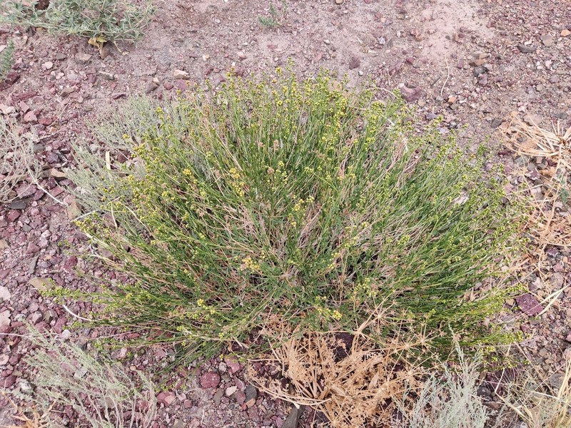 Artemisia brachanthemoides photo 3