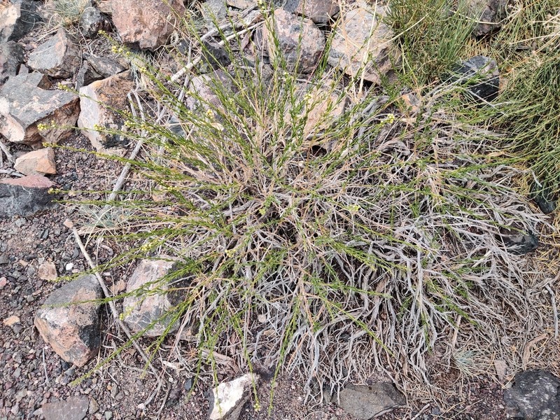 Artemisia brachanthemoides photo 4