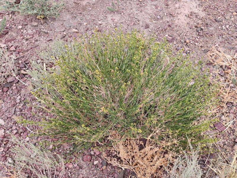 Artemisia brachanthemoides photo 6