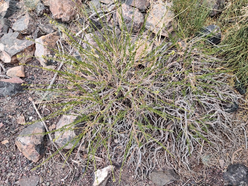 Artemisia brachanthemoides photo 7
