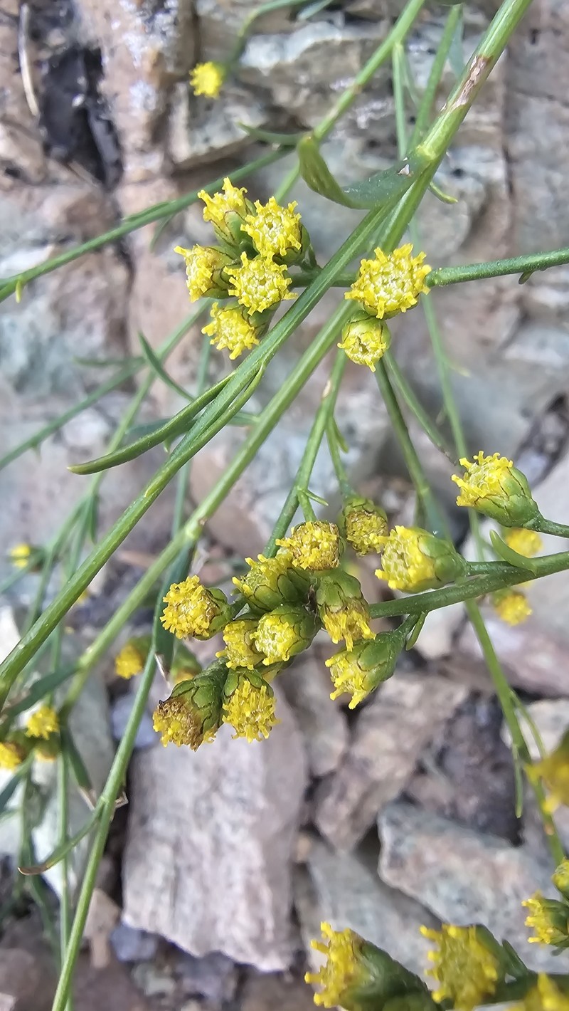 Artemisia brachanthemoides photo 8