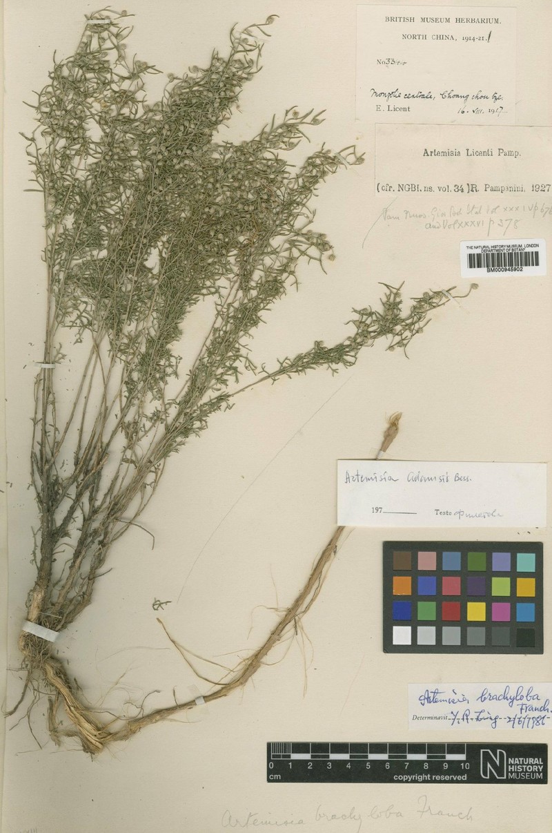Artemisia brachyloba photo 3