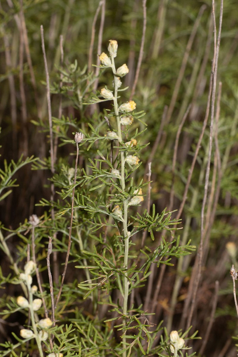 Artemisia brachyloba