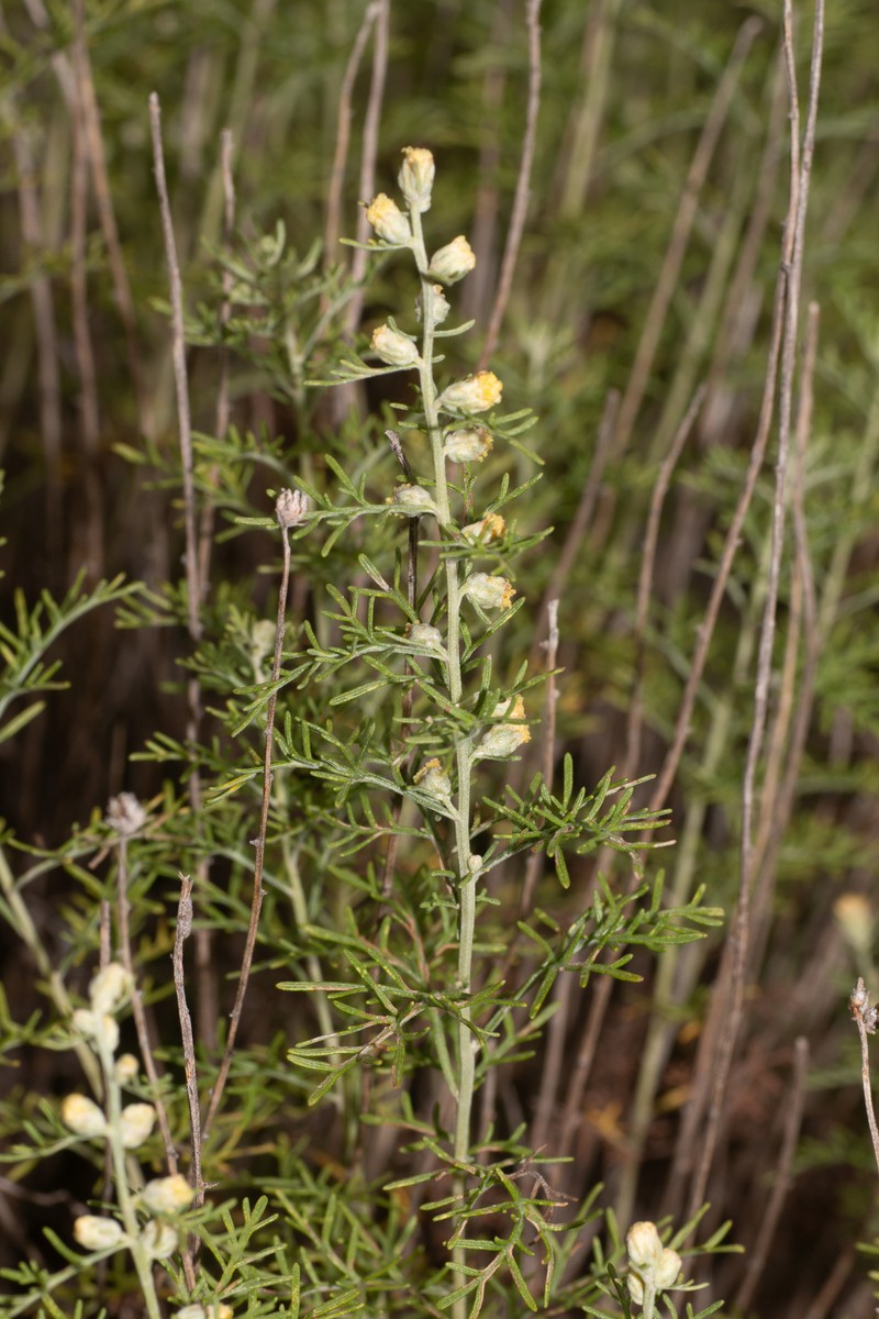 Artemisia brachyloba photo 2