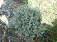 Artemisia brevifolia