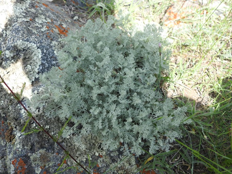 Artemisia brevifolia photo 2