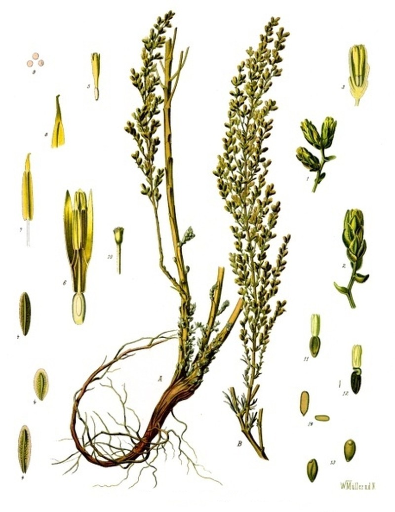 Artemisia caerulescens