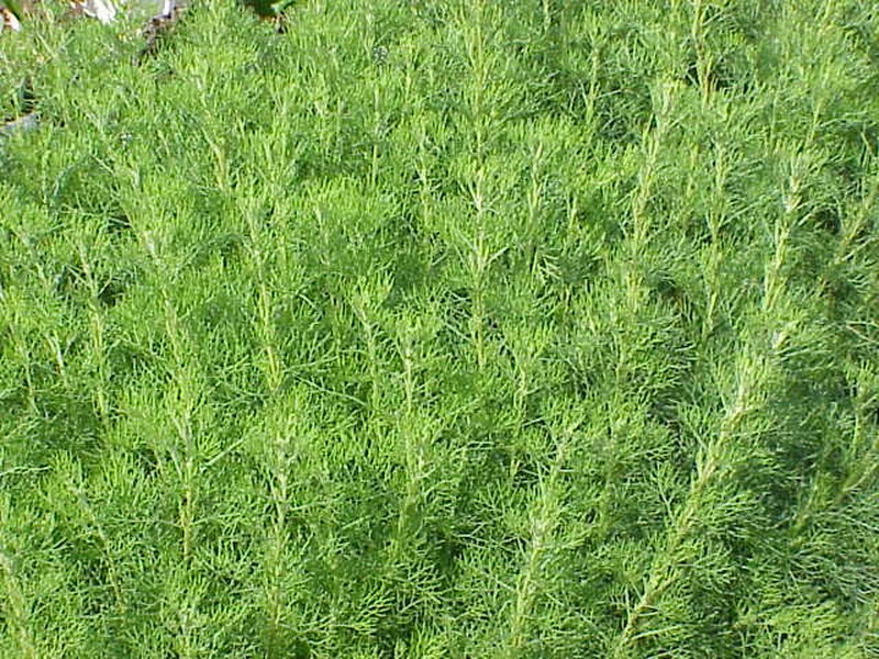Artemisia caerulescens photo 2