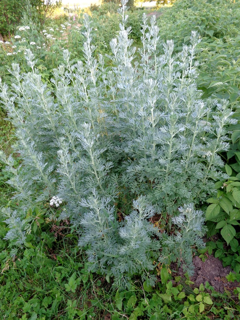 Artemisia caerulescens photo 3