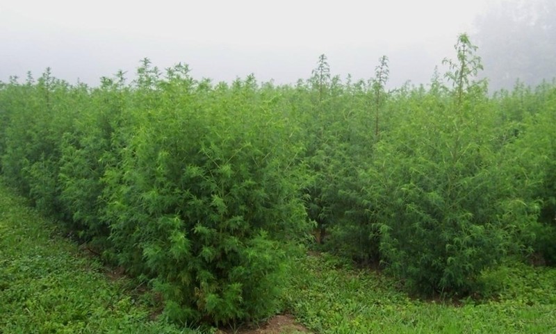 Artemisia caerulescens photo 4