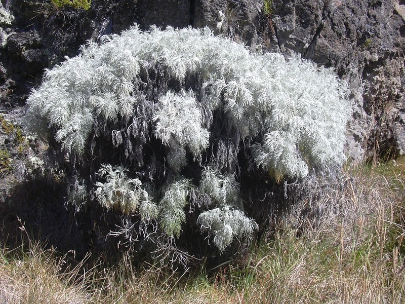 Artemisia caerulescens photo 6