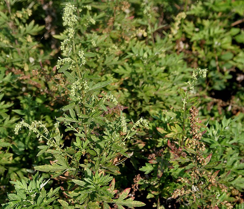 Artemisia caerulescens photo 7