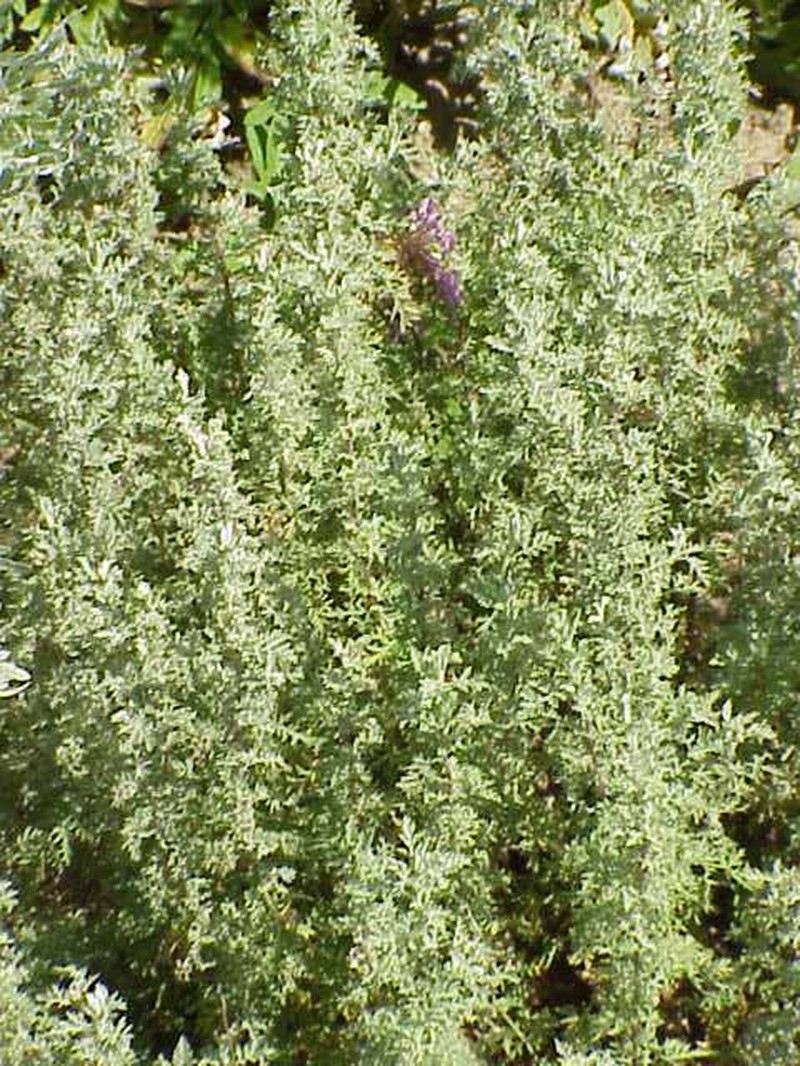 Artemisia caerulescens photo 8
