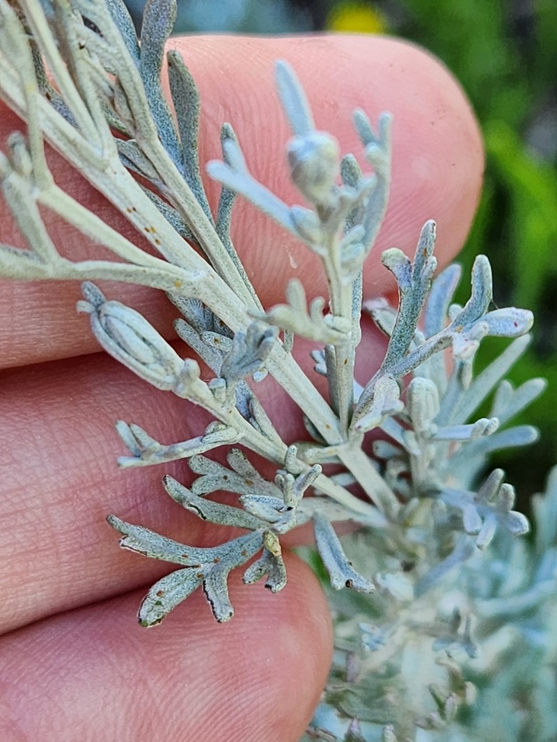 Artemisia caerulescens subsp. caerulescens