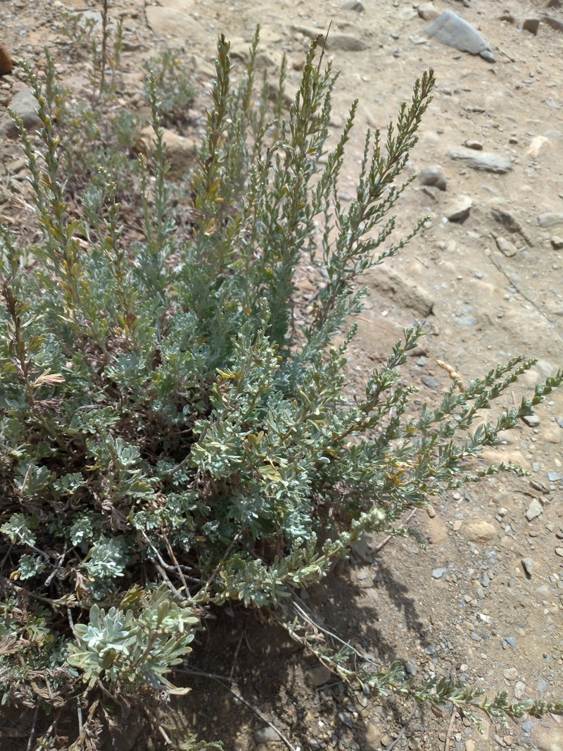 Artemisia caerulescens subsp. caerulescens photo 2