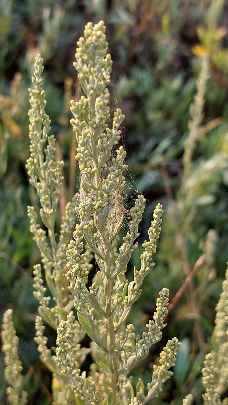 Artemisia caerulescens subsp. caerulescens photo 3
