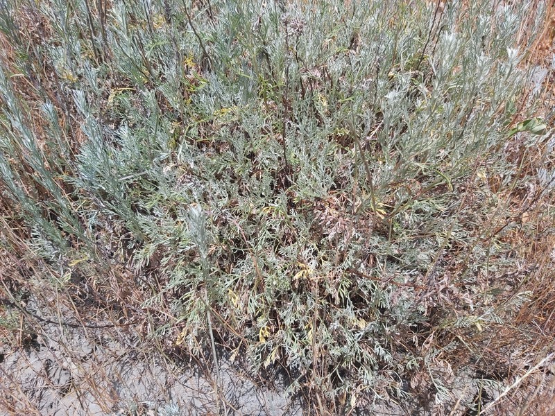 Artemisia caerulescens subsp. cretacea