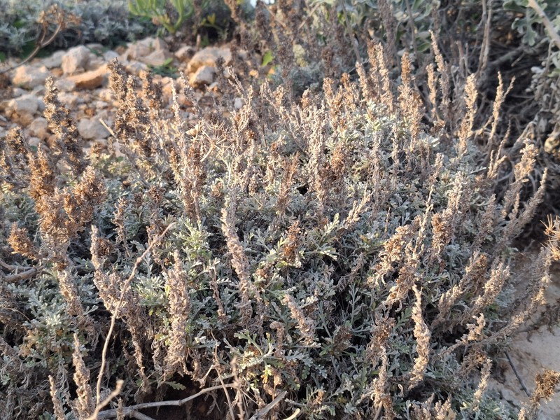 Artemisia caerulescens subsp. gallica