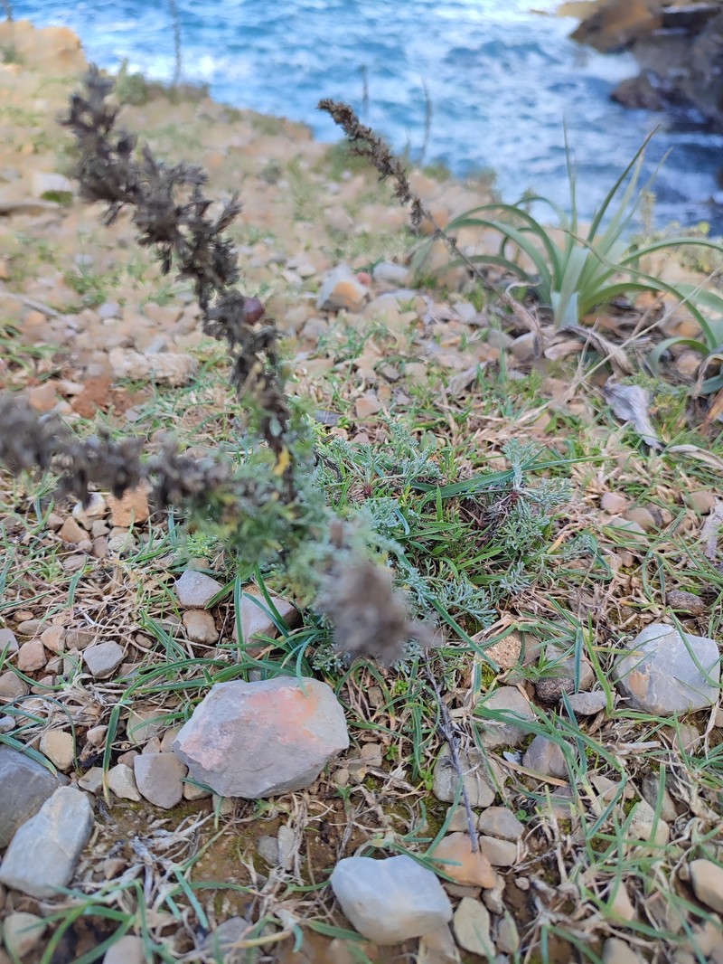Artemisia caerulescens subsp. gallica photo 2