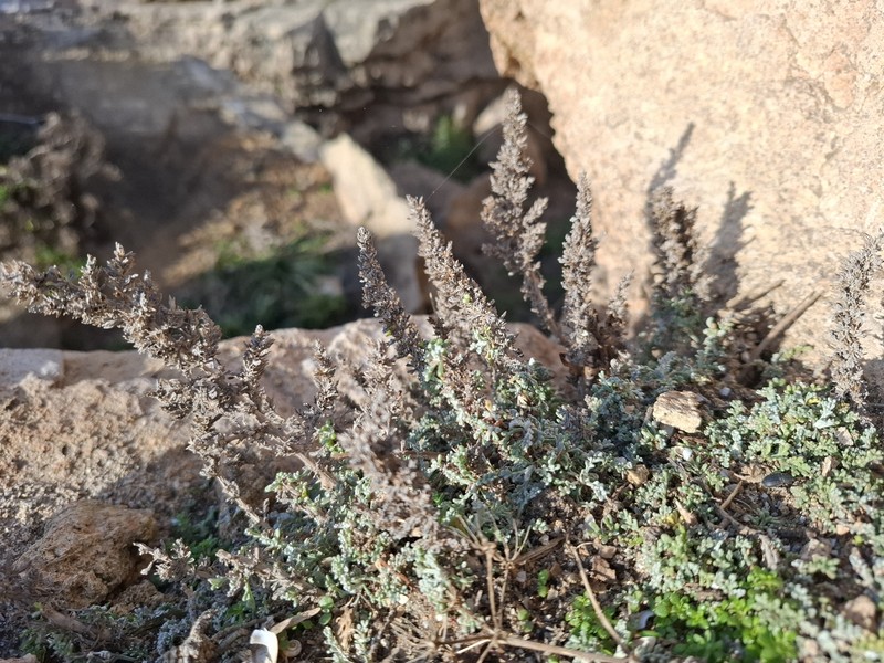 Artemisia caerulescens subsp. gallica photo 3