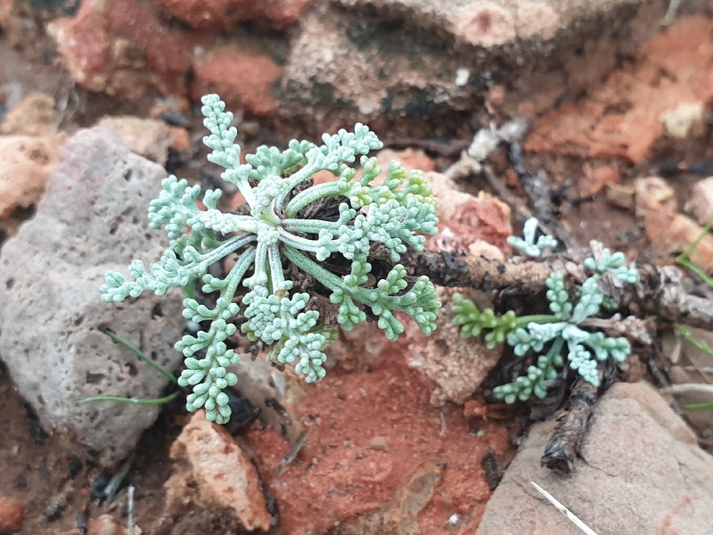 Artemisia caerulescens subsp. gallica photo 4