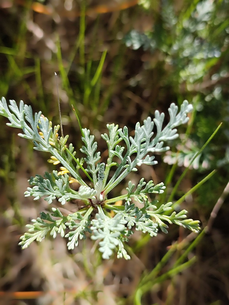 Artemisia caerulescens subsp. gallica photo 5