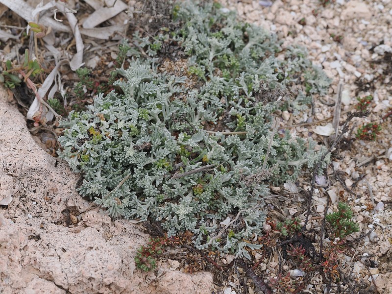 Artemisia caerulescens subsp. gallica photo 6