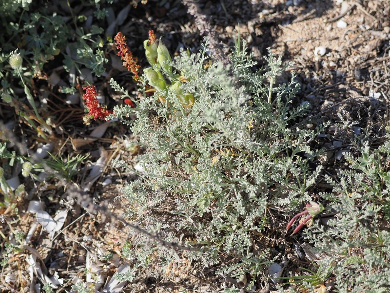 Artemisia caerulescens subsp. gallica photo 7