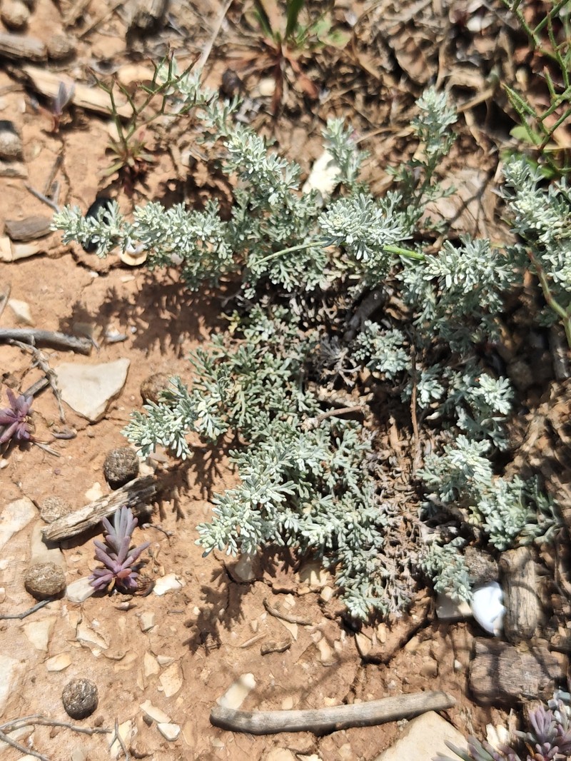 Artemisia caerulescens subsp. gallica photo 8