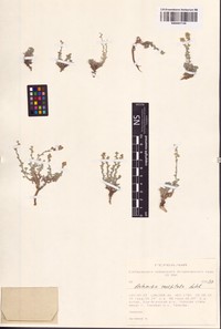 Artemisia caespitosa
