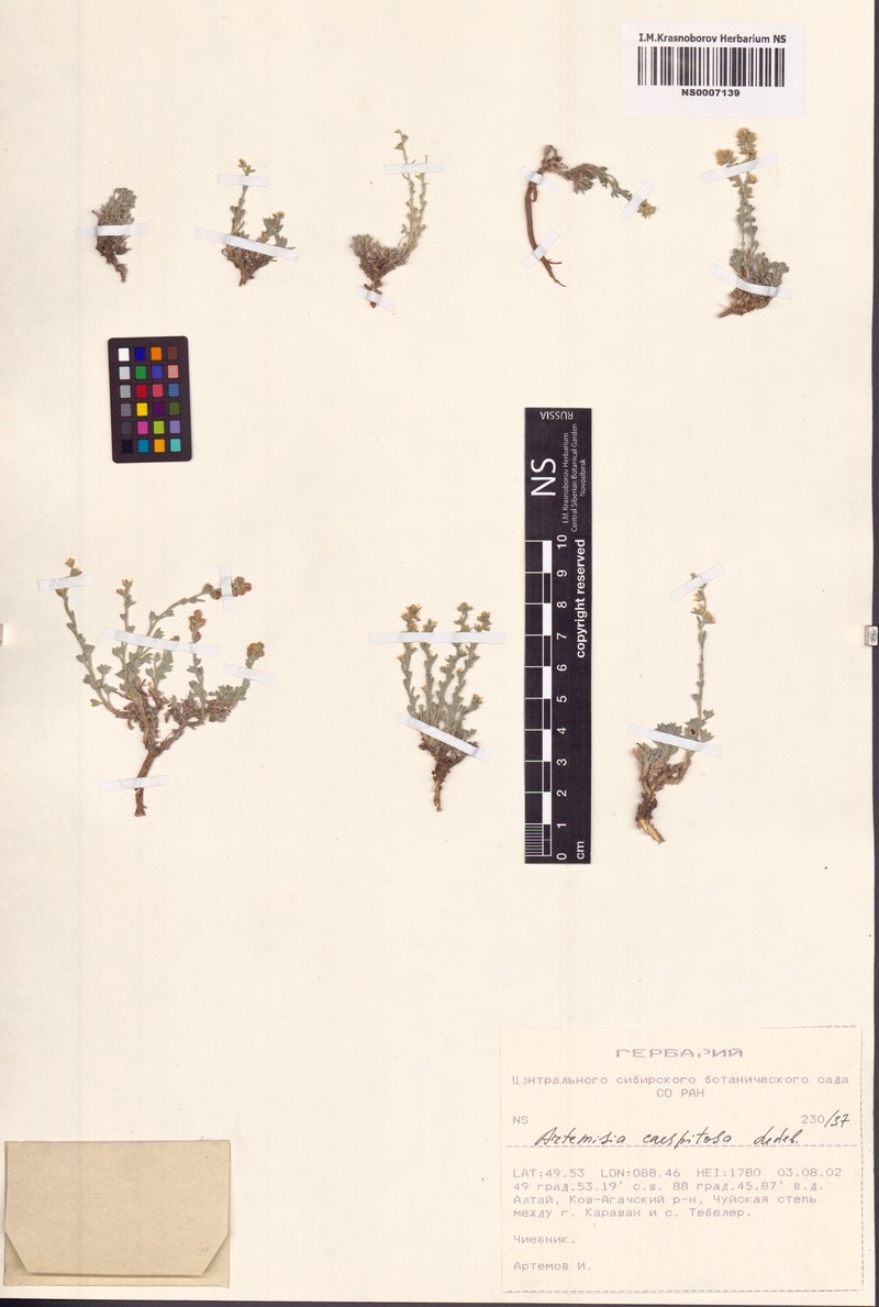 Artemisia caespitosa
