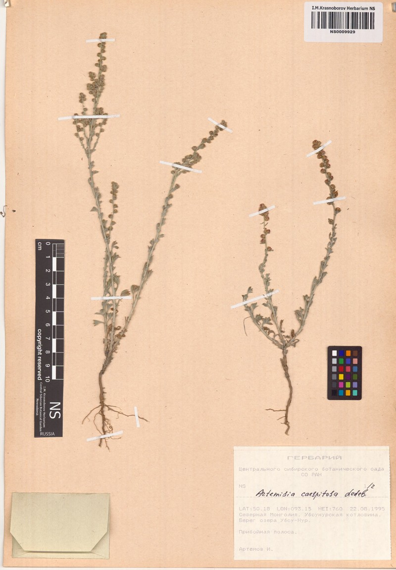 Artemisia caespitosa photo 2