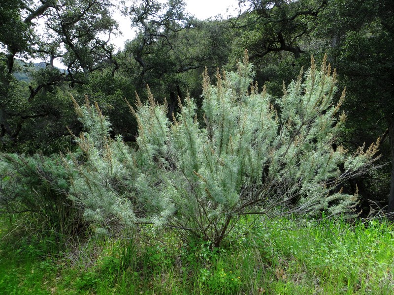 Coastal Sagebrush