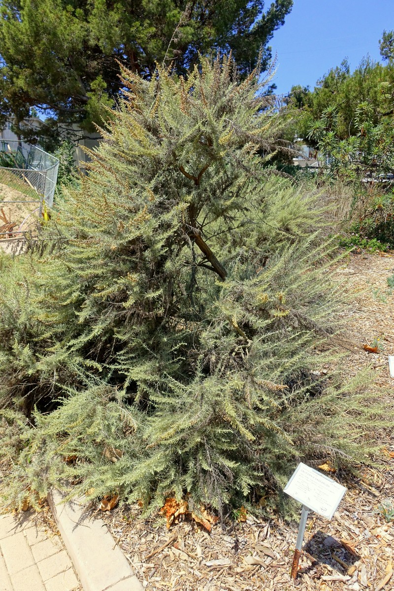 Coastal Sagebrush photo 3