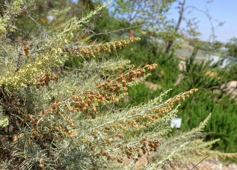 Coastal Sagebrush photo 4