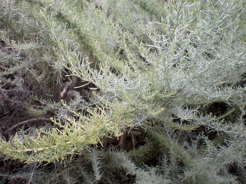 Coastal Sagebrush photo 5