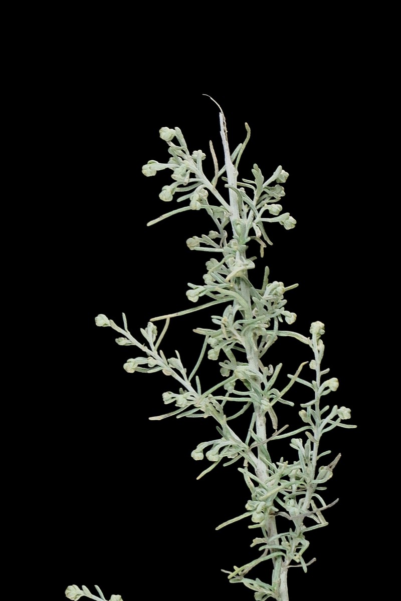 Coastal Sagebrush photo 6