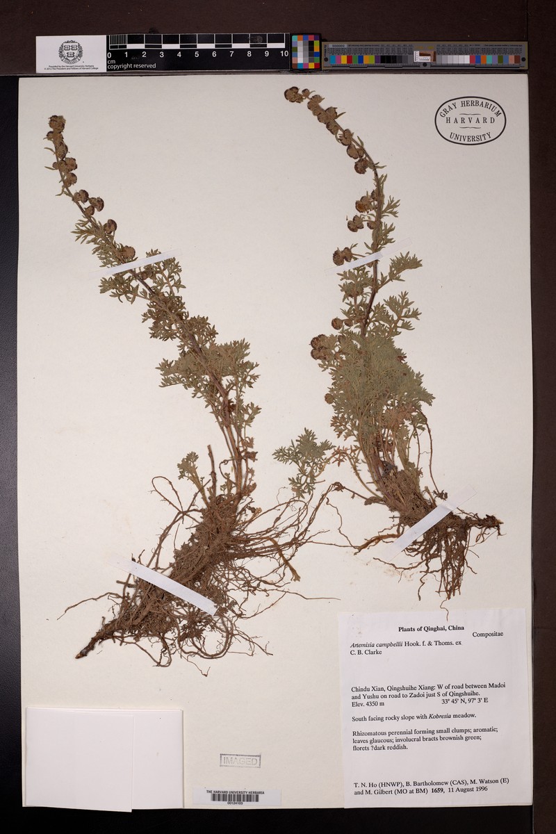 Artemisia campbellii