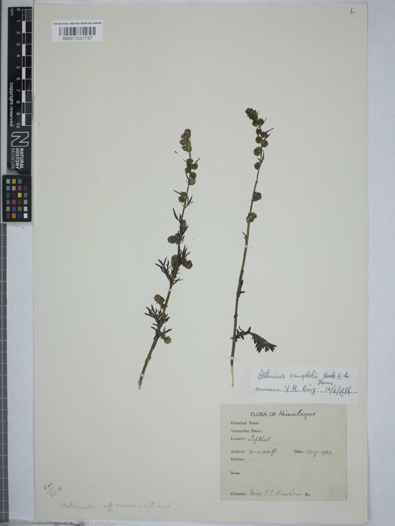 Artemisia campbellii photo 2