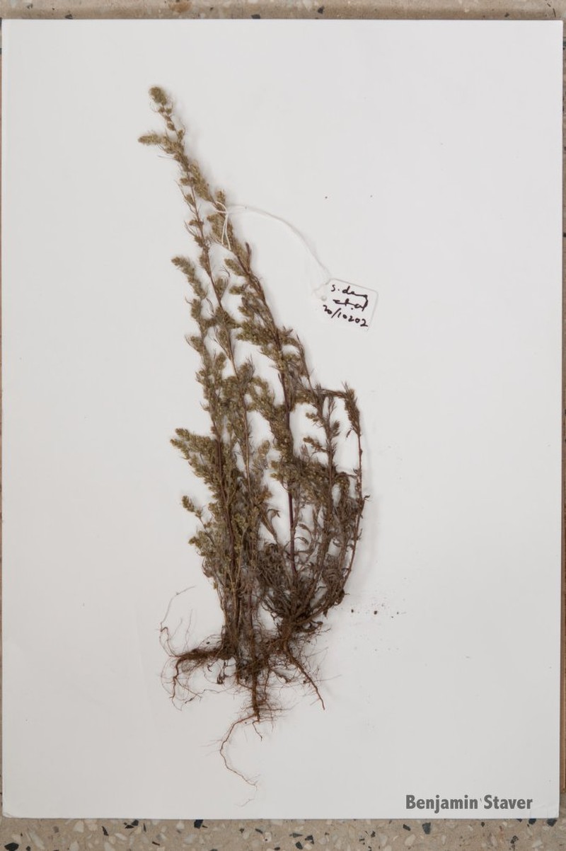 Artemisia campbellii photo 3