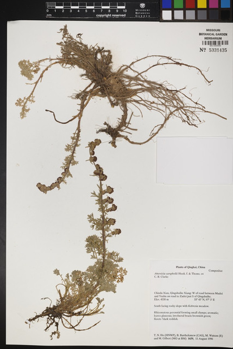 Artemisia campbellii photo 4