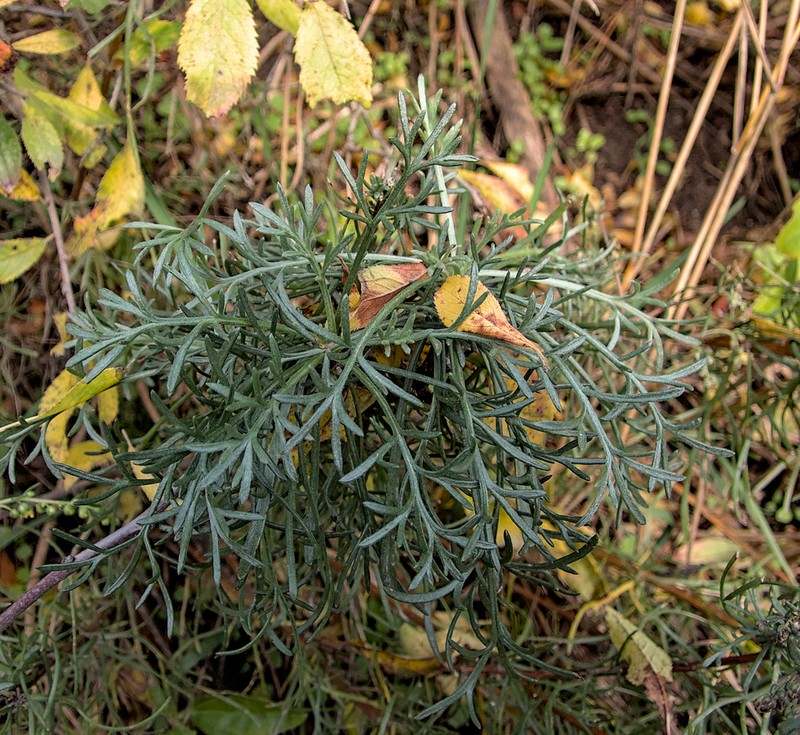 Field Sagewort photo 3