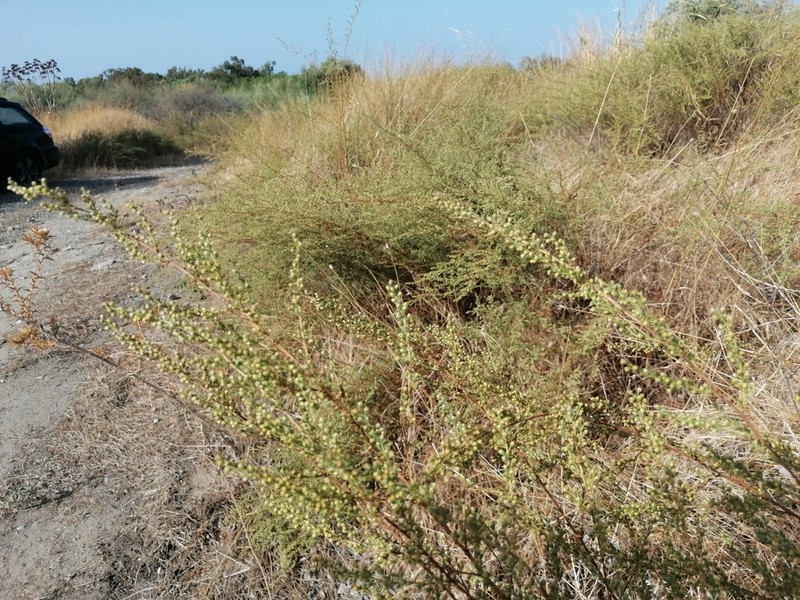 Field Sagewort photo 4