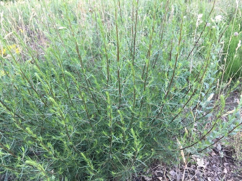 Field Sagewort photo 5