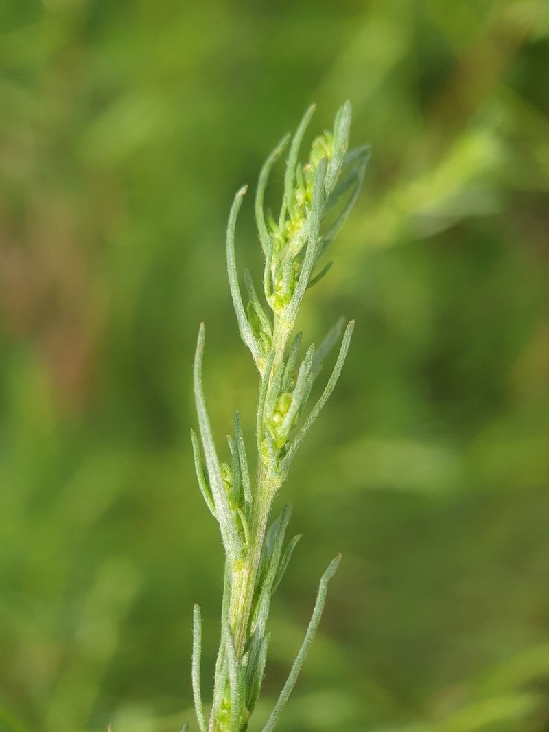 Field Sagewort photo 6