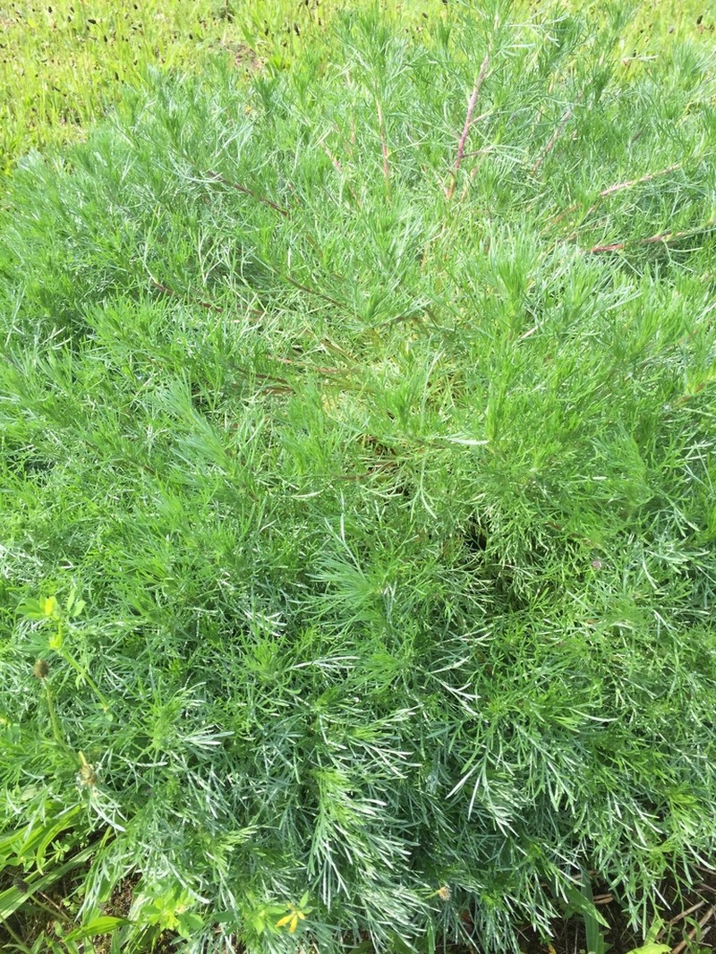 Field Sagewort photo 7