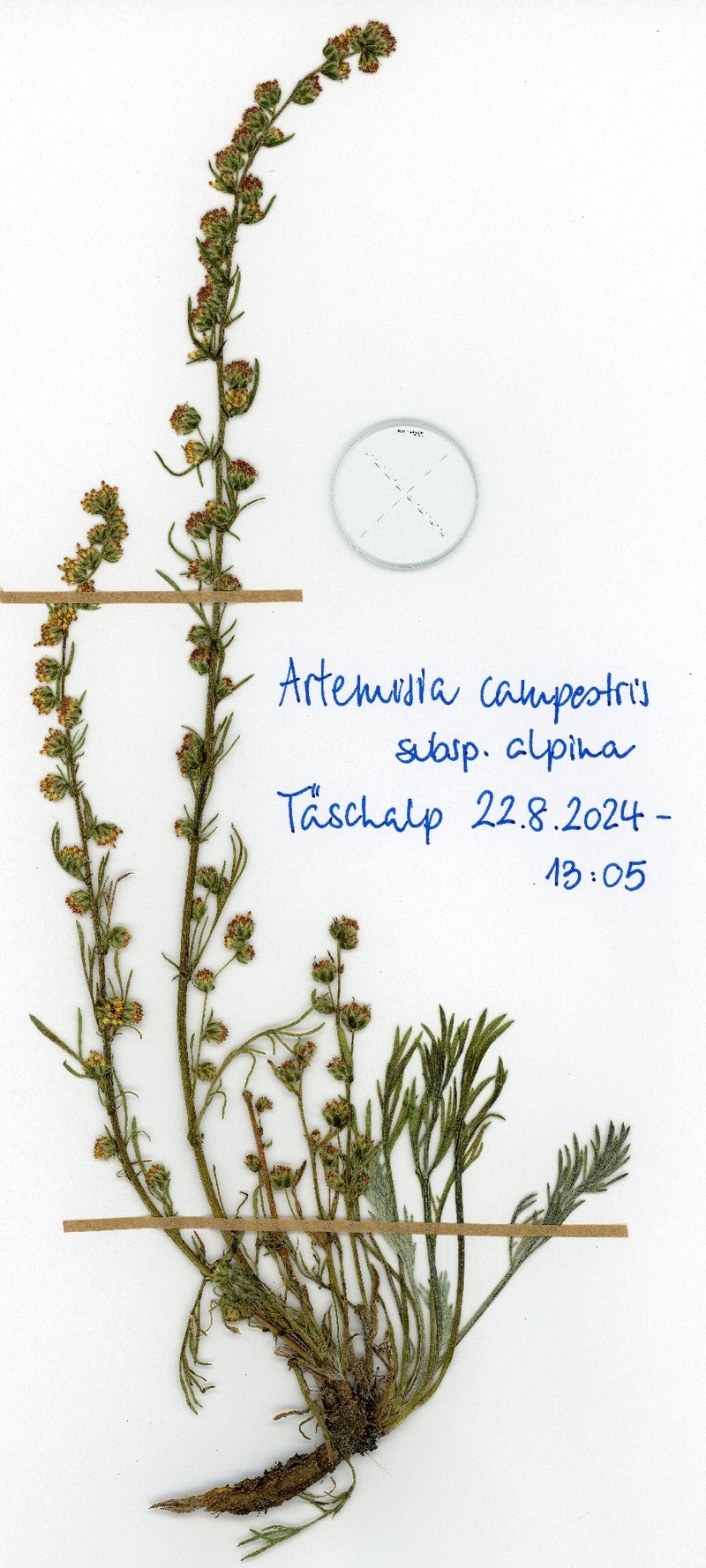 Artemisia campestris subsp. alpina